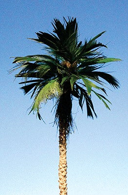 Grand Central Gems T25 Mexican Palm Trees Medium (Set of 2)