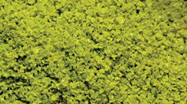 Scenic Express 653-6112 Light Green SuperLeaf Flake - 16 Oz. Shaker