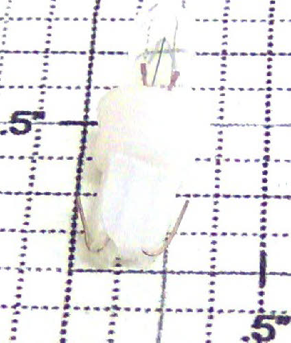 Lionel 8352-311 14 Volt Clear Light Bulb with Plastic Base