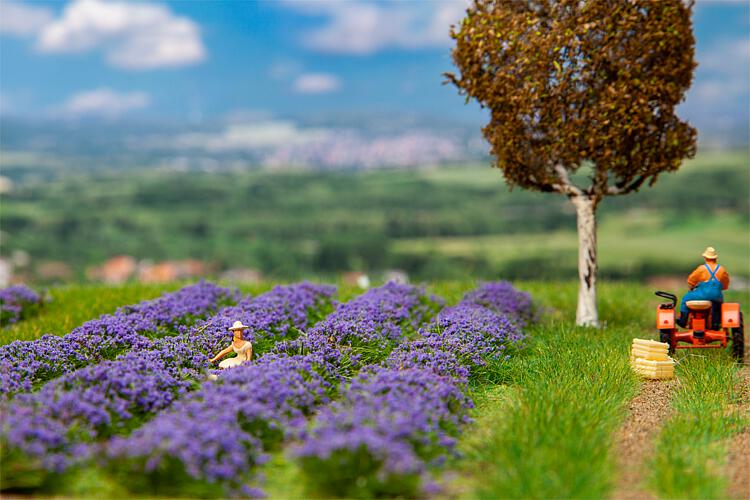Faller 181279 HO Lavender Field