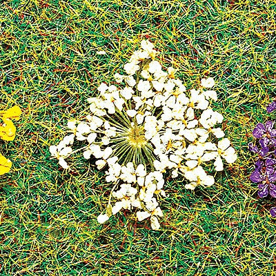 Faller 171830 Nat Blossoms White 100/