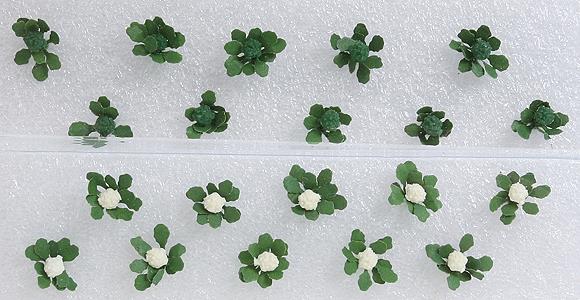 JTT Scenery Products 95529 HO 3/8" Broccoli & Cauliflower Plants (Pack of 20)