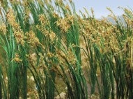 JTT Scenery Products 95635 O 2" Reed Plant (Pack of 40)
