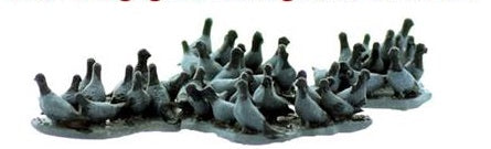 Model Tech Studios D0420P HO Pigeon Flocks