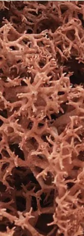 IHC 87175 HO Lichen Fall Glory Bag 2 1/2 Oz.