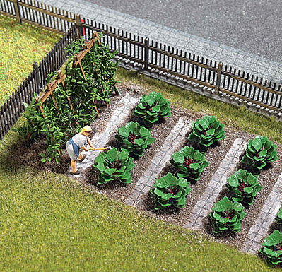 Busch 1268 Rhubarb Plants 6/