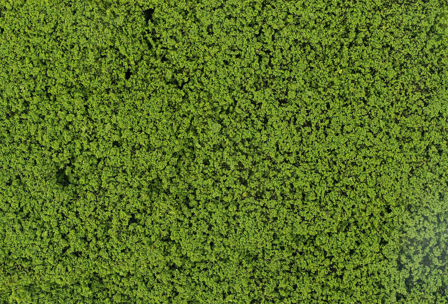 Faller 181625 HO/N/TT/Z May Green Leaf Foliage