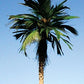Grand Central Gems T25 Mexican Palm Trees Medium (Set of 2)