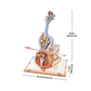 Robotime AMK63M ROKR Symphony of Gorgeous Dreams Mechanical Music Box 3D Puzzle