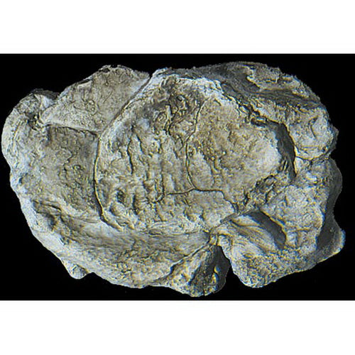 Woodland Scenics C1237 Wind Rock Mold