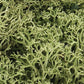 Woodland Scenics L161 Spring Green Lichen - 48 Oz. Bag