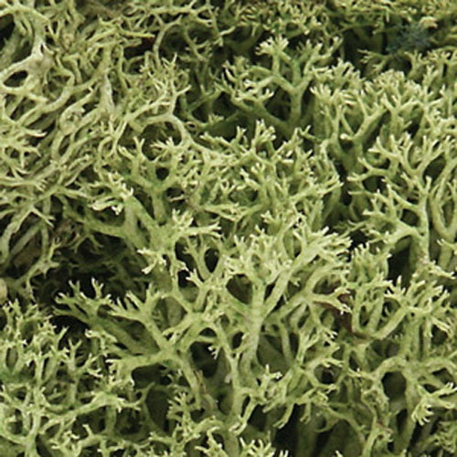 Woodland Scenics L161 Spring Green Lichen - 48 Oz. Bag