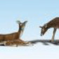 Woodland Scenics A1884 HO Scale Scenic Accents Deer Figures (Set of 6)