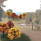 Woodland Scenics TR1576 2" - 3" Fall Colors Deciduous Trees (Pack of 23)
