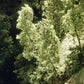 Woodland Scenics F1130 Dark Green Fine-Leaf Foliage