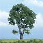 Woodland Scenics TR1610 4.50" Maple Ready-Made Premium Tree