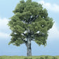 Woodland Scenics TR1620 5" Oak Ready-Made Premium Tree