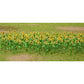 JTT Scenery Products 95523 HO 1" Tall Sunflowers (Pack of 16)