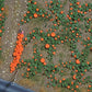 Busch 1201 HO Scale Pumpkin Field