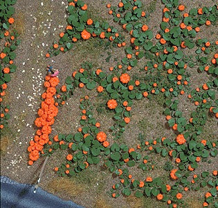 Busch 1201 HO Scale Pumpkin Field