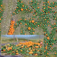 Busch 1201 HO Scale Pumpkin Field