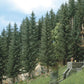 Busch 6132 HO 2-13/16" Spruce Trees (Pack of 2)
