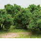 JTT Scenery Products 92122 HO 2"-2.25" Apple Grove Trees (Pack of 6)