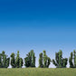 Faller 181468 HO 6 Shrubs
