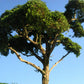Grand Central Gems T30 Hardwood Trees 6" Tall (Pack of 2)