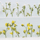 JTT Scenery Products 95544 O 7/8'' Daisies (Pack of 24)