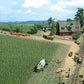 Busch 1202 HO Scale Corn Field Kit (Bag of 400 Plants)