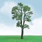 JTT Scenery Products 92214 N Pro Elite Maple Trees 2"-2.25" (Set of 3)