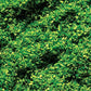 Faller 170702 Scatter Material Spring Green