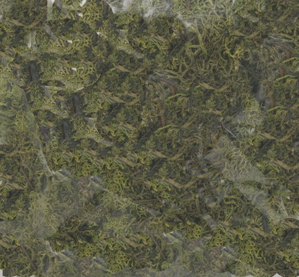 Labelle Industries 430-5101 Lichen Light Green