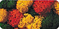 Noch 8620 Lichen Double Pack Autumn