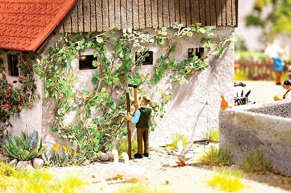 Noch 14132 HO Virginia Creeper (12)