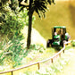 Noch 14606 N Fern Plants (18)