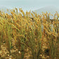 JTT Scenery Products 95637 HO Wheat Stalks (40)