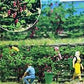 Busch 1200 HO Scale Wein Reben (Grape Vines) Plastic Model Kit