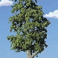 Timberline Scenery 203 Deciduous 6-9" Summer Leaves