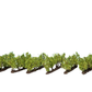 Noch 21540 HO/TT 2.2 cm Vines (Pack of 24)