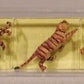 Preiser 0623 HO Scale  Animals - Tigers Figures (Set of 3)