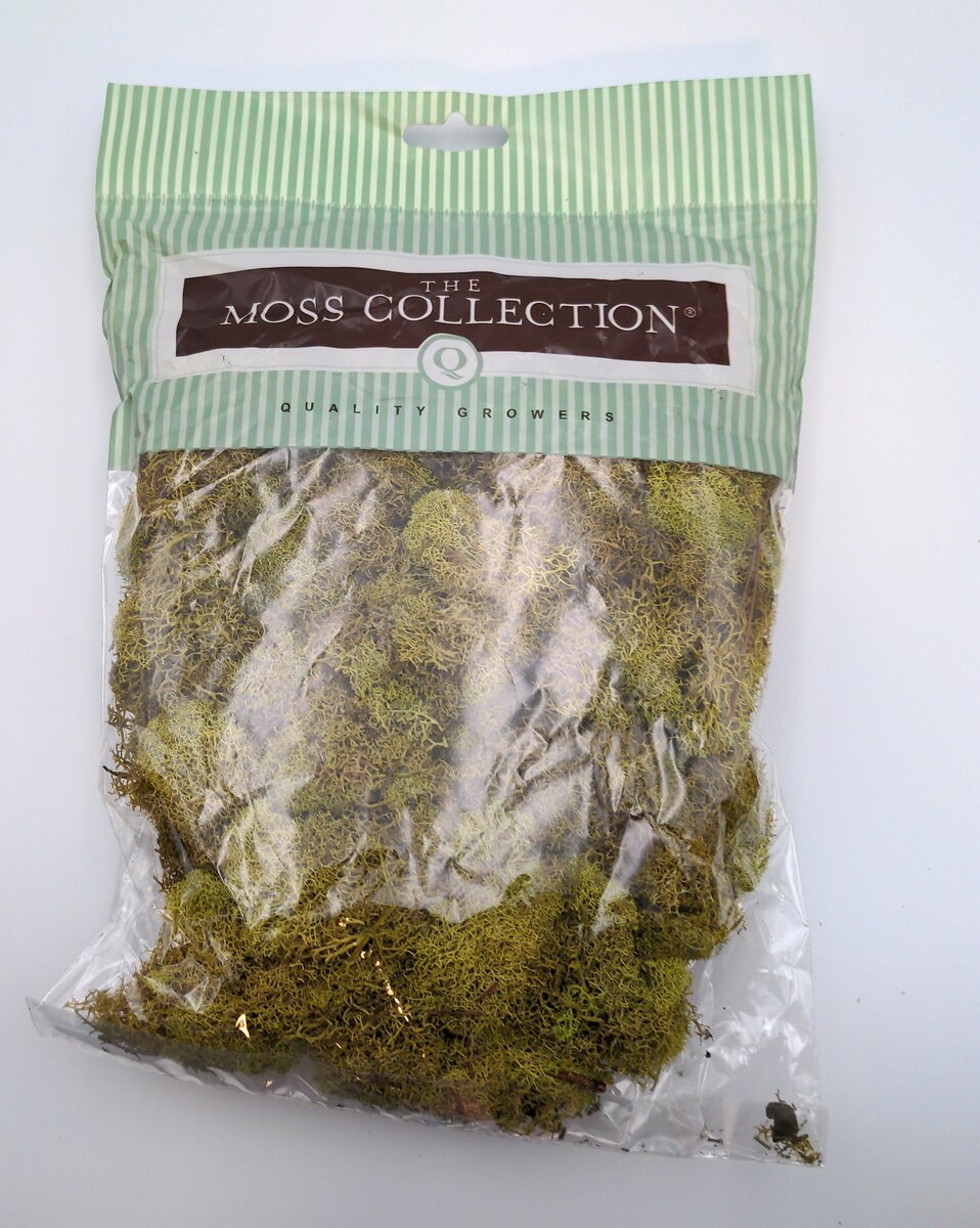 Quality Growers 854174 Reindeer Chartreuse Moss
