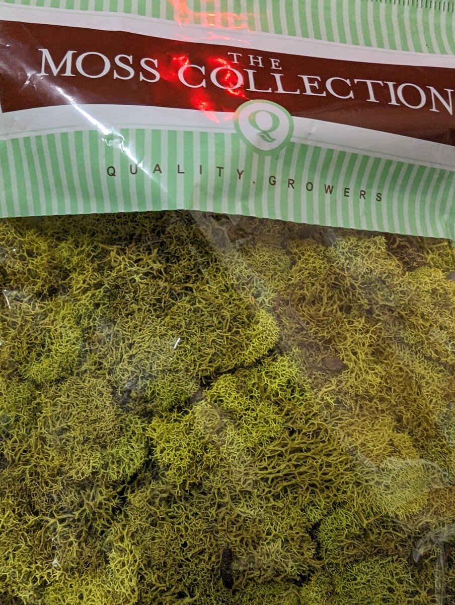 Quality Growers 854174 Reindeer Chartreuse Moss