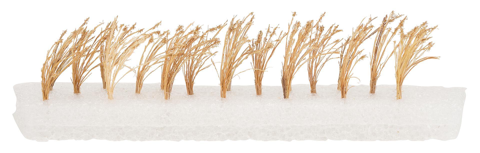 Faller 181287 HO Reeds (Set of 26)