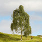 Noch 20120 HO/TT/N/Z/O/1/G 18 cm Silver Birch Tree