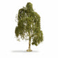 Noch 20120 HO/TT/N/Z/O/1/G 18 cm Silver Birch Tree