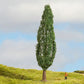 Noch 20130 HO/TT/N/Z/O/1/G 18 cm Poplar Tree