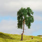 Noch 20140 HO/TT/N/Z/O/1/G 15 cm Pine Tree