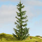 Noch 20191 HO/TT/N/Z/O/1/G 22 cm Spruce Tree